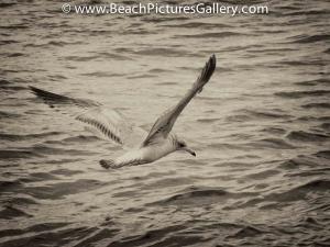 Seagull Looking For Dinner - Black White Beach Picture Pictures Photos Print Prints Image Images Photo Pic Pics Photography Seagulls Gulls  Gull Sea Gull BlackandWhite BlackWhite Seascape Landscape Oc